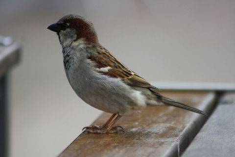 House Sparrow  House Sparrow,Passer domesticus