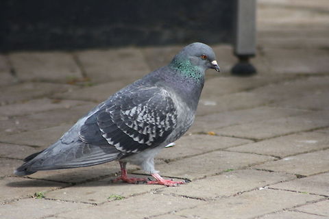 Feral Pigeon  Columba livia,Feral Pigeon