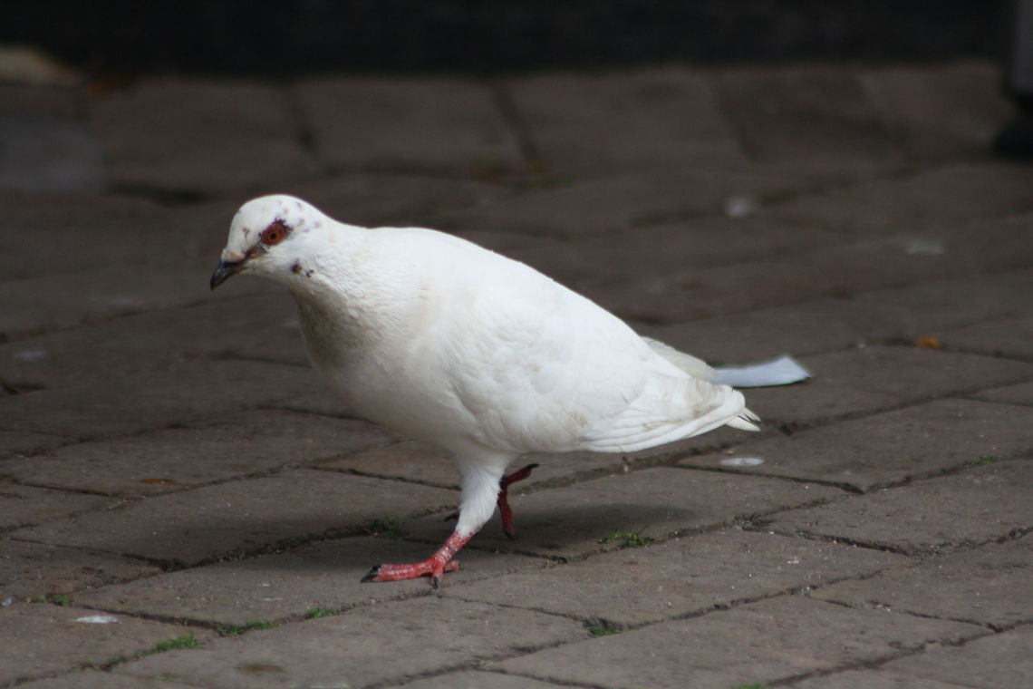 Feral Pigeon  Columba livia,Feral Pigeon