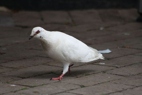 Feral Pigeon  Columba livia,Feral Pigeon