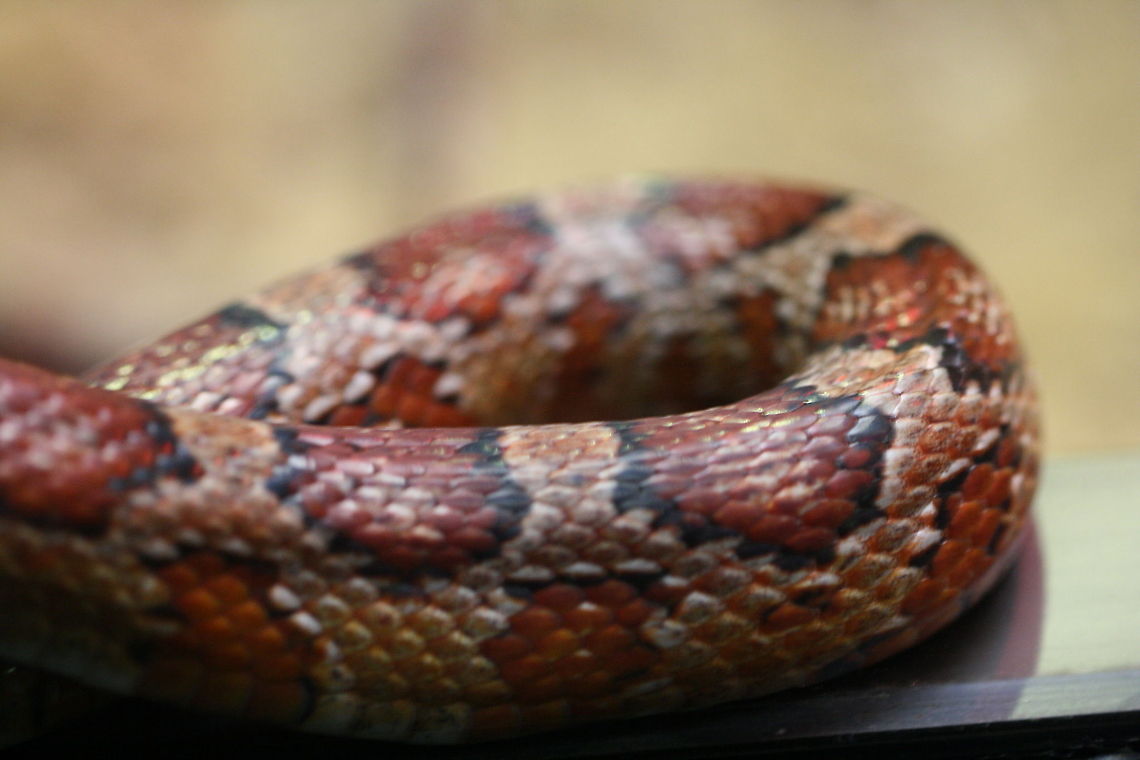 Corn Snake  Corn snake,Pantherophis guttatus