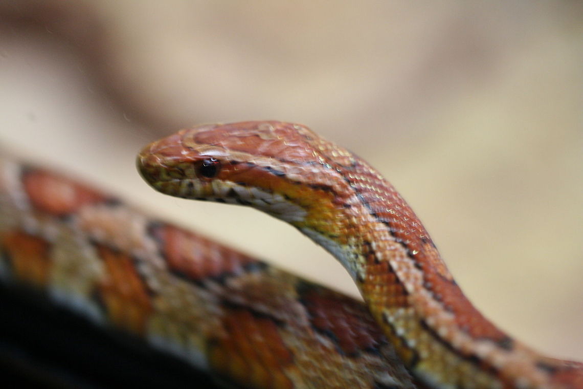 Corn Snake  Corn snake,Pantherophis guttatus