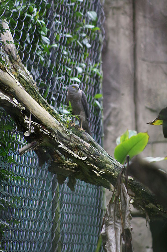 Collared Sparrow hawk  Accipiter cirrocephalus,Collared Sparrowhawk