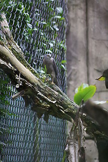 Collared Sparrow hawk  Accipiter cirrocephalus,Collared Sparrowhawk