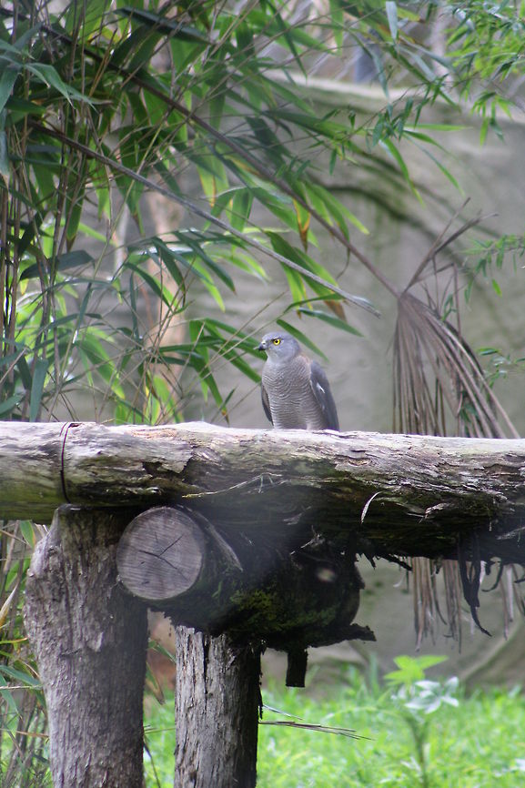 Collared Sparrow hawk They live in forests, woodlands, scrublands and margins, farmlands, parks and gardens.  Unfortunately this one got into a Leopard enclosure, but was caught and released soon after. Accipiter cirrocephalus,Collared Sparrowhawk