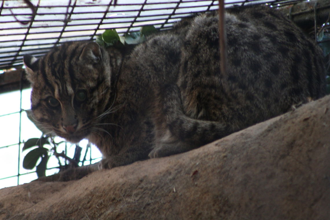 Fishing Cat  Fishing Cat,Prionailurus viverrinus