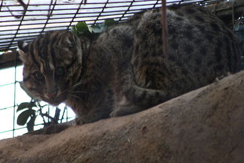 Fishing Cat  Fishing Cat,Prionailurus viverrinus
