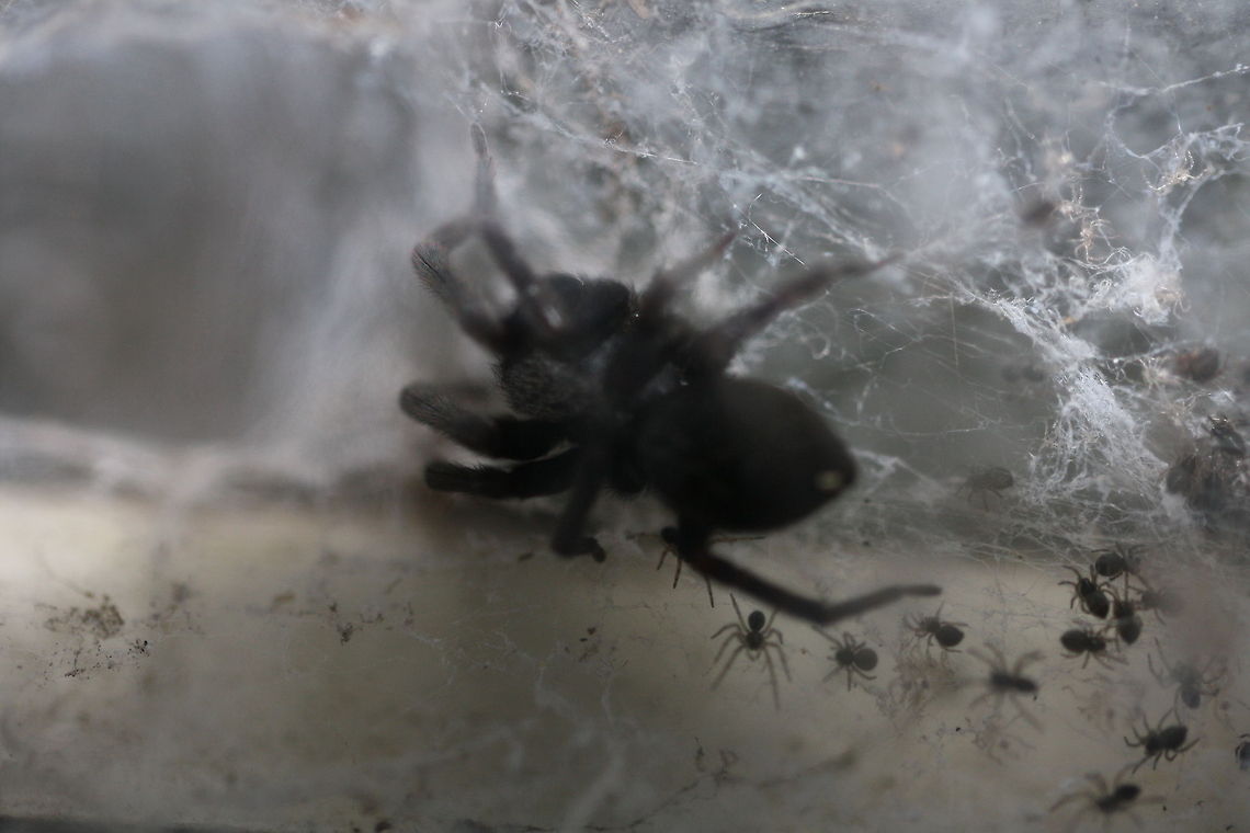 White tailed Spider  Badumna insignis,Black house spider,Lampona cylindrata,White-tip spider