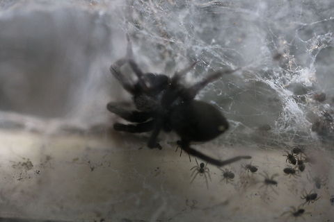 White tailed Spider  Badumna insignis,Black house spider,Lampona cylindrata,White-tip spider