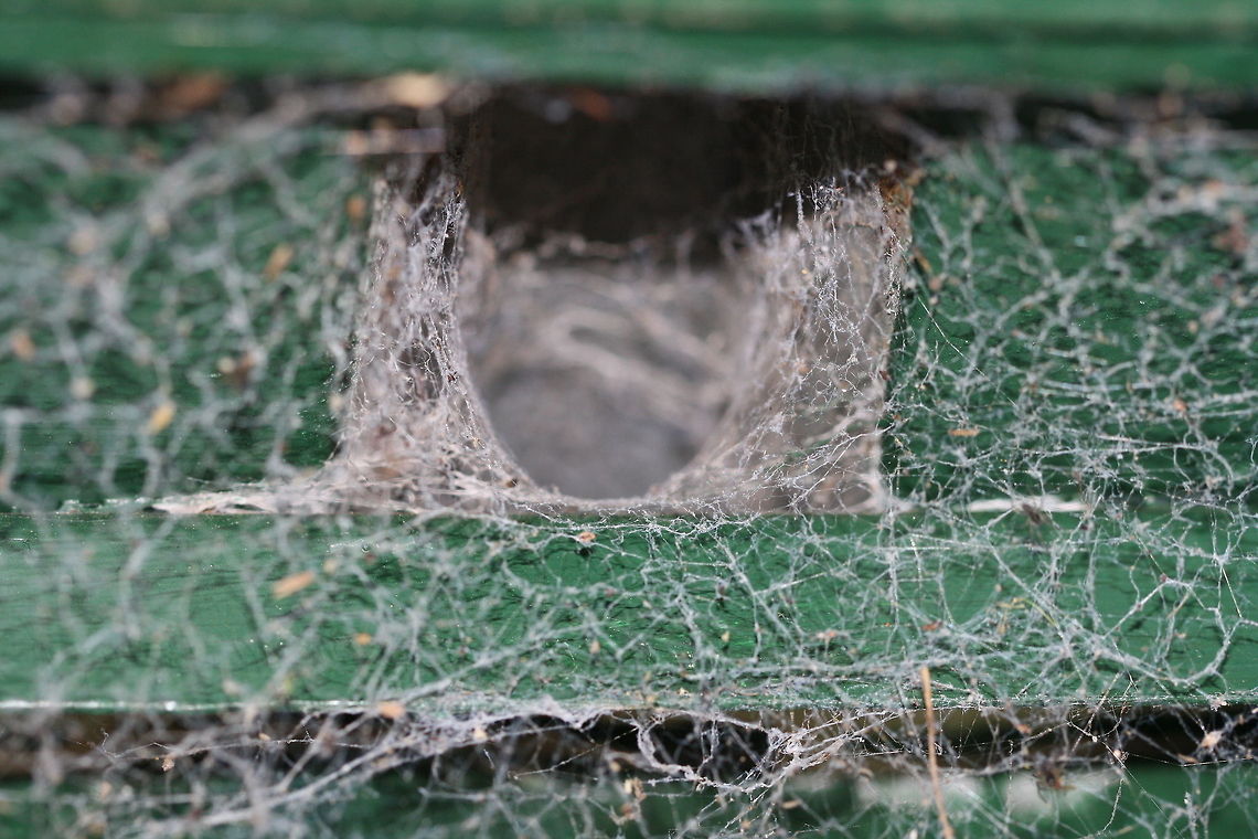 Front Door to a White Tailed Spider  Lampona cylindrata,White-tip spider