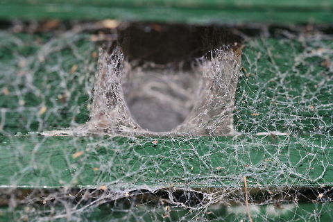 Front Door to a White Tailed Spider  Lampona cylindrata,White-tip spider