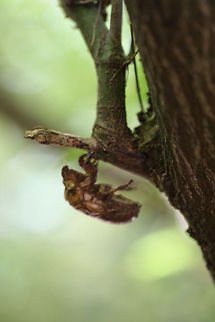 Cicada (Cicadoidea)