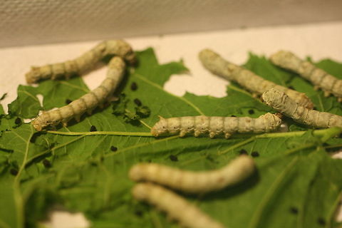 Silk Worms  Bombyx mori