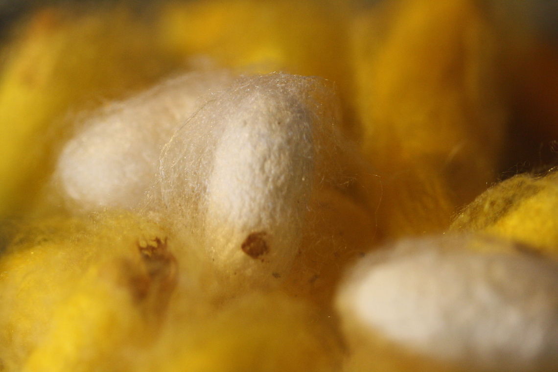 Silk Worm's cocoon  Bombyx mori