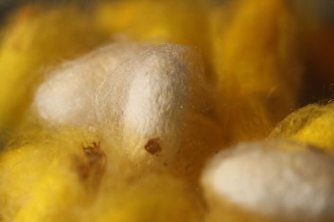 Silk Worm's cocoon  Bombyx mori