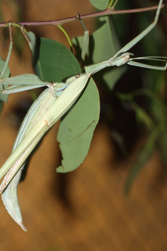 Jade Stick Insect (Tropidoderus childrenii) Common in Qld to South Australia along the eastern seaboard.  It is named after a Scientist called Mr Children.  The female is  broad and resembles a gum leave.  The male is slim and a lot more active than female. Tropidoderus childrenii
