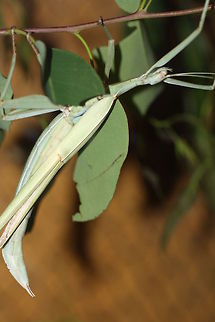 Jade Stick Insect (Tropidoderus childrenii) Common in Qld to South Australia along the eastern seaboard.  It is named after a Scientist called Mr Children.  The female is  broad and resembles a gum leave.  The male is slim and a lot more active than female. Tropidoderus childrenii