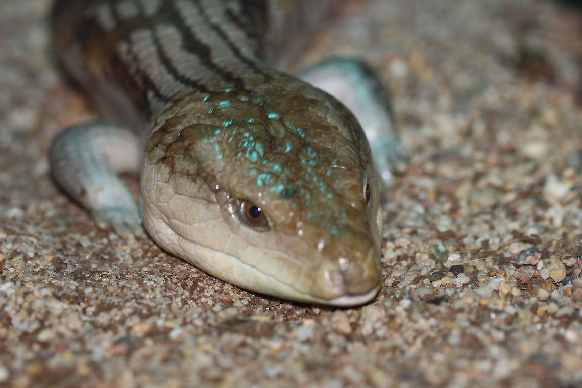 Blotched Blue Tongue  Blotched Blue-tongued Lizard,Tiliqua nigrolutea