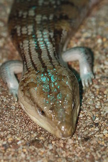 Blotched Blue Tongue  Blotched Blue-tongued Lizard,Tiliqua nigrolutea