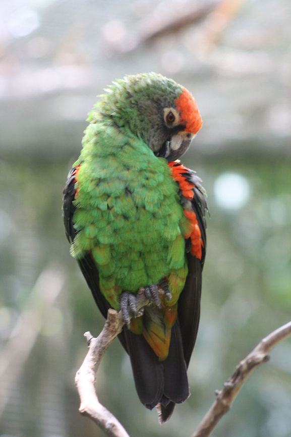 Jardine's Parrot  Poicephalus gulielmi,Red-fronted Parrot