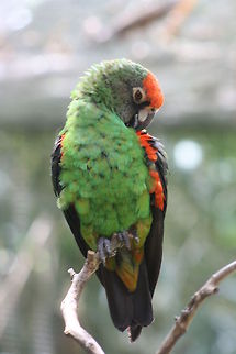 Jardine's Parrot  Poicephalus gulielmi,Red-fronted Parrot