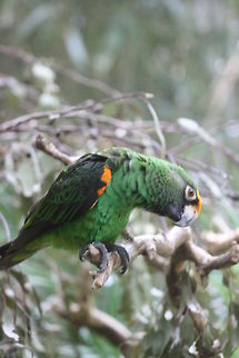 Jardine's Parrot  Poicephalus gulielmi,Red-fronted Parrot
