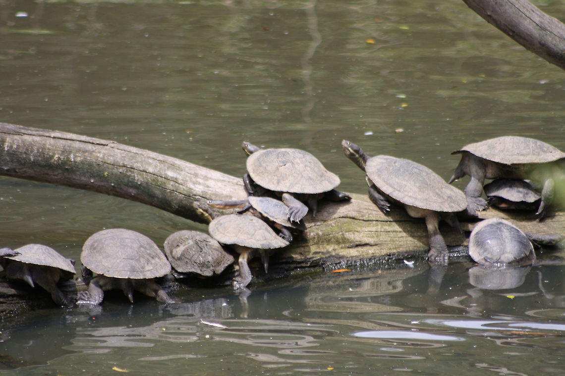 Murray River Turtle  Emydura macquarrii,Murray River turtle