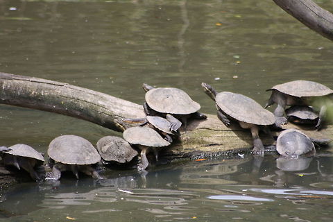 Murray River Turtle  Emydura macquarrii,Murray River turtle