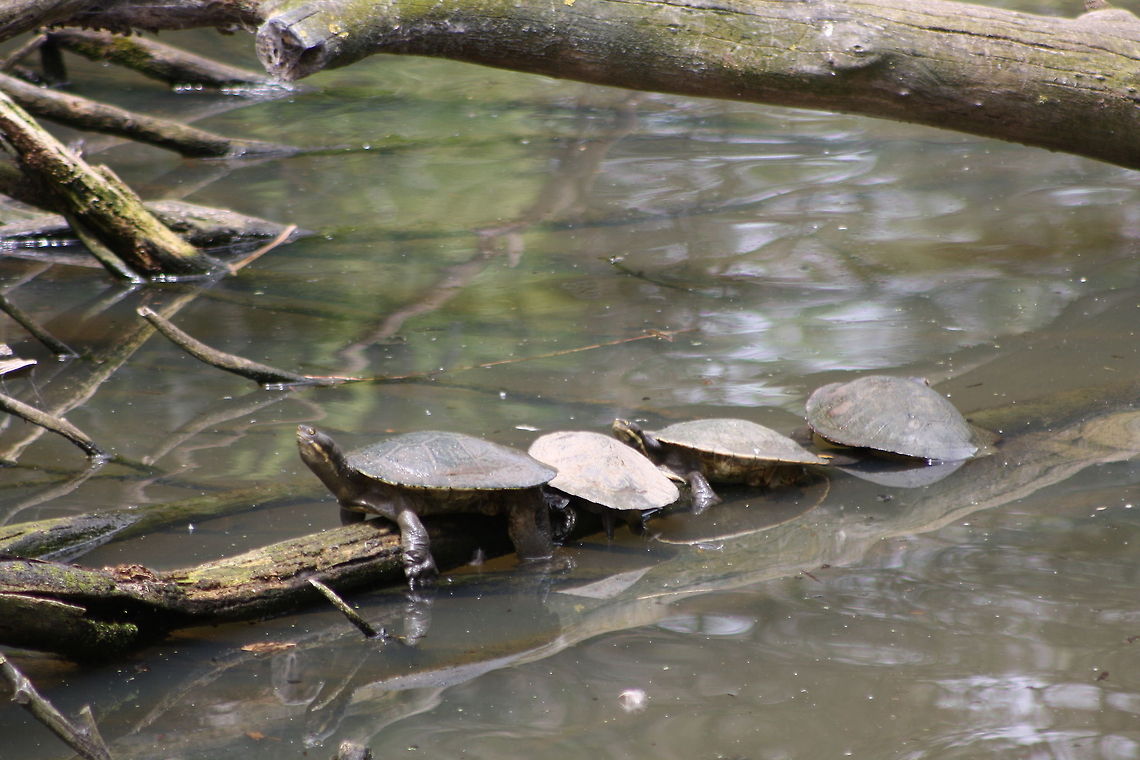 Murray River Turtle  Emydura macquarrii,Murray River turtle