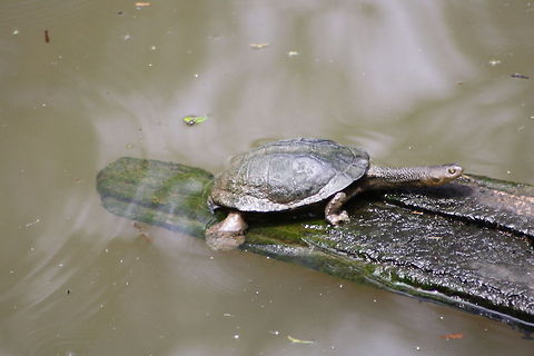 Eastern Snake-necked Turtle  Chelodina longicollis,Eastern long-necked turtle