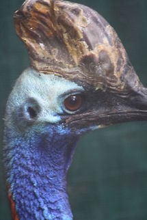 Southern Cassowary  Casuarius casuarius,Southern Cassowary