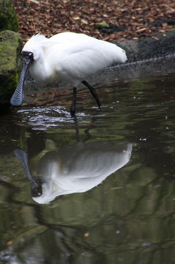 Royal Spoonbill  Platalea regia,Royal Spoonbill