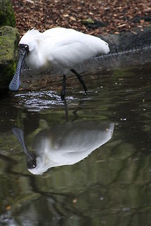 Royal Spoonbill  Platalea regia,Royal Spoonbill