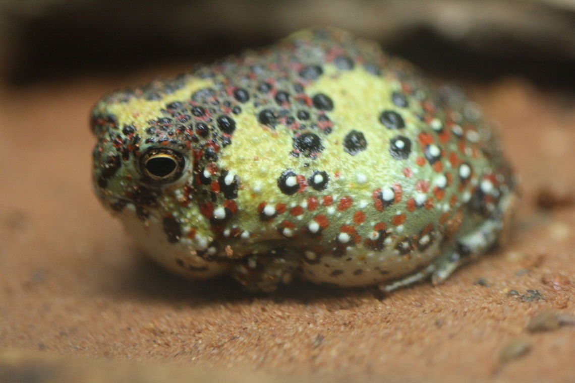 Crucifix Toad  Crucifix Toad,Notaden bennettii