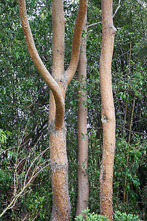 Japanese Red Pine (Pinus densiflora)  Pinus densiflora