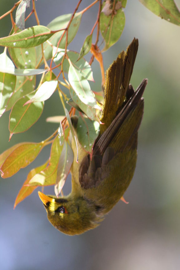 Bell Minor  Bell Miner,Manorina melanophrys