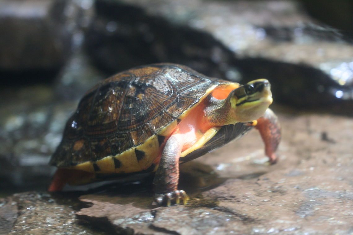 Gold Coin Turtle  Cuora trifasciata,Golden coin turtle