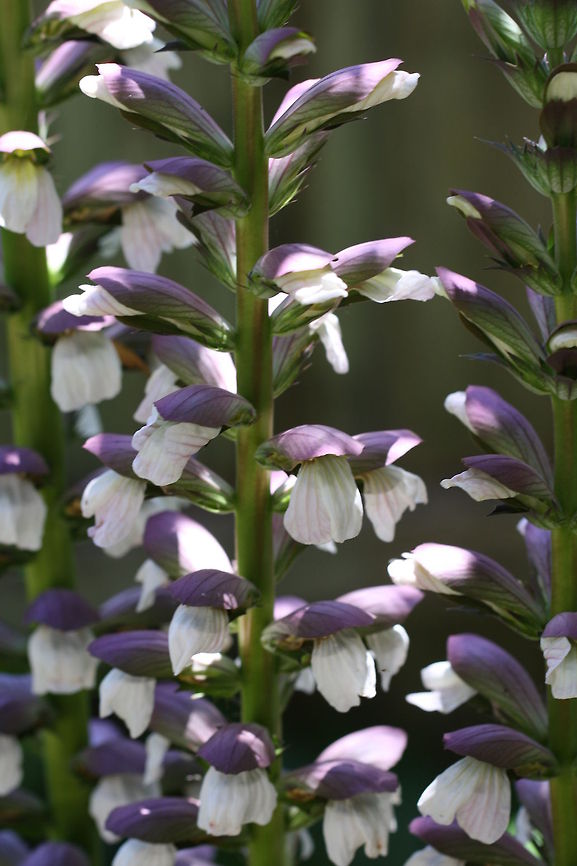 Acanthus  Acanthus mollis