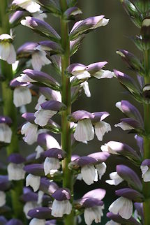 Acanthus  Acanthus mollis