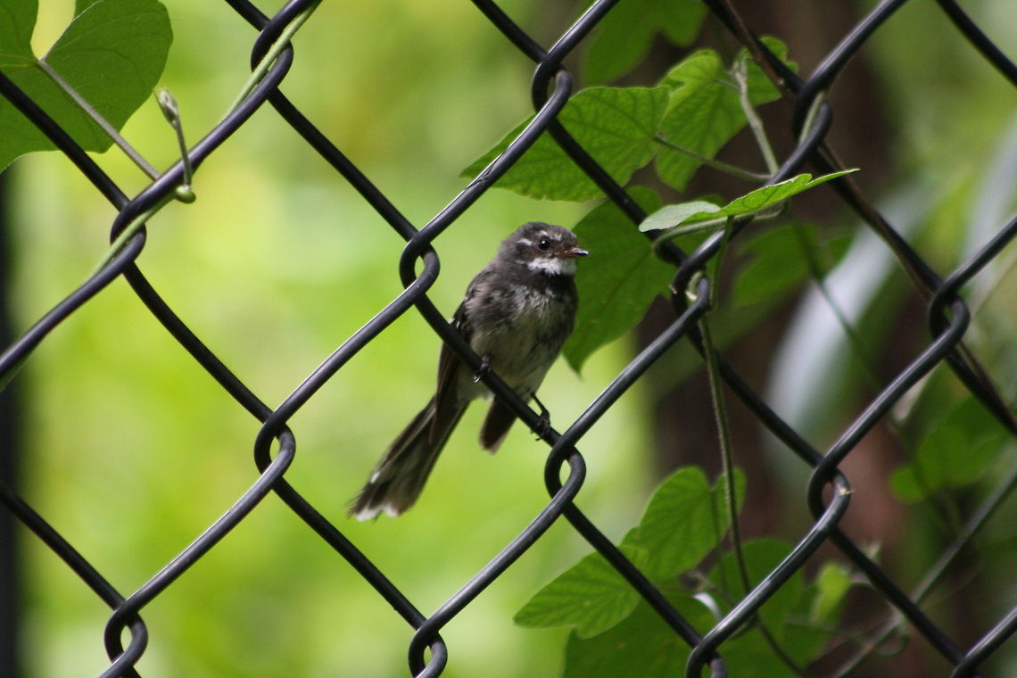 Grey Fantail  Grey Fantail,Rhipidura albiscapa