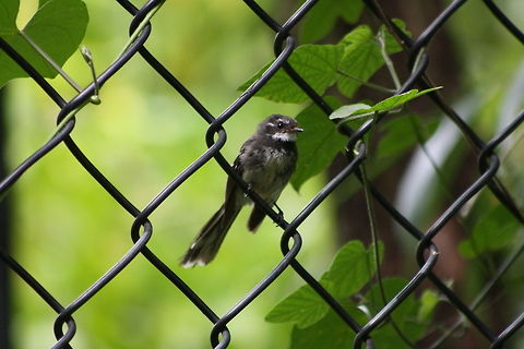 Grey Fantail  Grey Fantail,Rhipidura albiscapa