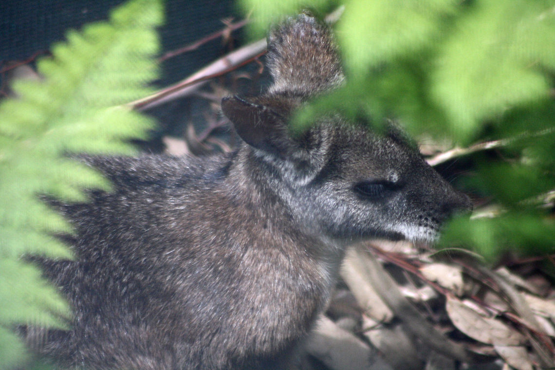 Parma Wallaby  Macropus parma,Parma wallaby