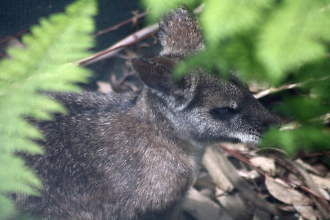 Parma Wallaby  Macropus parma,Parma wallaby
