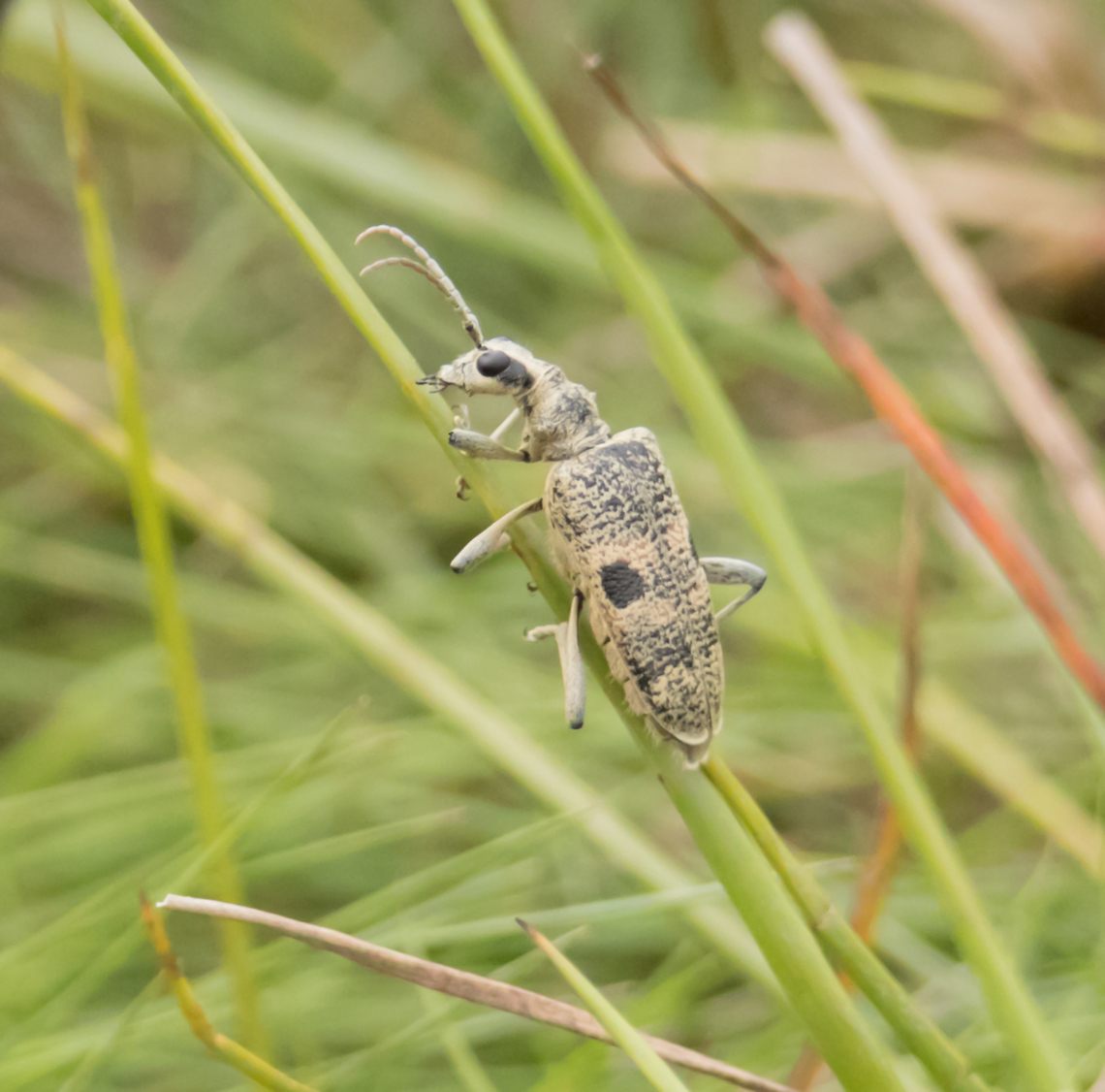 Black-spotted longhorn beetle, UK  Black-spotted longhorn beetle,Geotagged,Rhagium mordax,United Kingdom