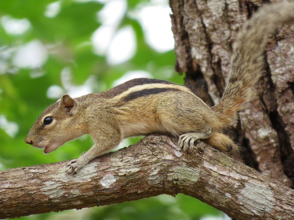 Sri Lankan Squirrel calling for matting  Funambulus palmarum,Geotagged,Indian palm squirrel,Squirrel,Sri Lanka