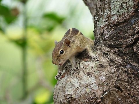 Sri Lankan Squirrel  Funambulus palmarum,Geotagged,Indian palm squirrel,Squirrel,Sri Lanka