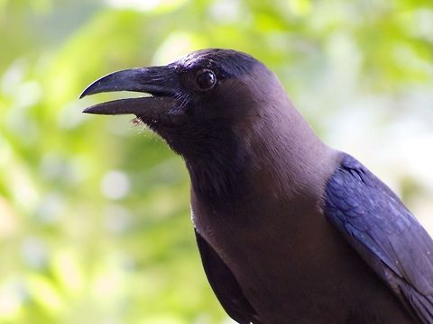 House Crow House Crow is very common in Sri Lanka. Corvus splendens,Crow,Geotagged,House Crow,Sri Lanka