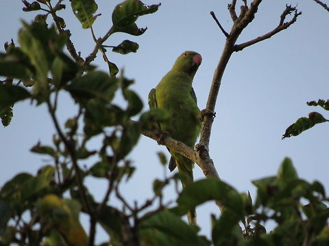 Layard's Parakeet  Geotagged,Layards Parakeet,Psittacula calthropae,Psittacula krameri,Rose-ringed parakeet,Sri Lanka