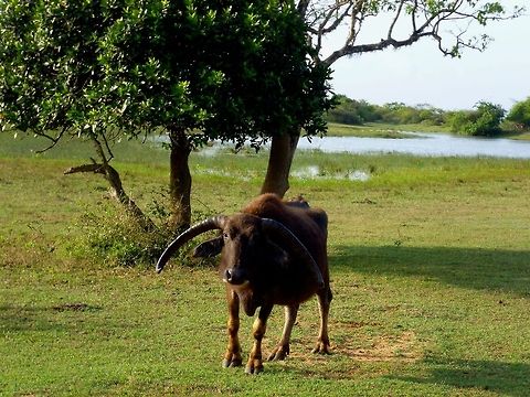 Water buffalo  Bubalus bubalis,Geotagged,Sri Lanka,Water buffalo,Yala National Park