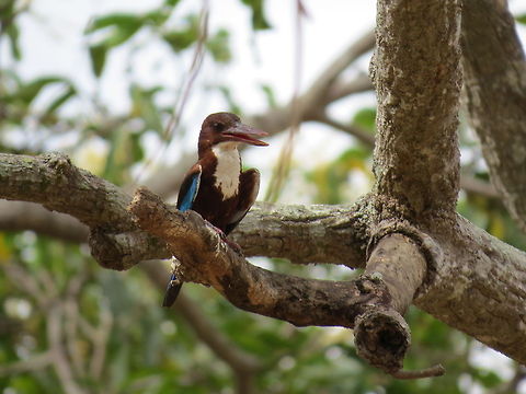 White Throated Kingfisher  Geotagged,Halcyon smyrnensis,Kingfisher,Sri Lanka,White-throated Kingfisher